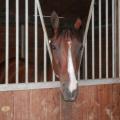 150716 haras des petits champs 01