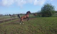 160405 repos au haras 01