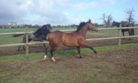 160405 repos au haras 02